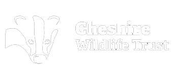 Nature Connection Wellbeing Walks Mindfulness